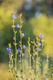 Cichorium intybus. Верхушки растений с соцветиями. Воронежская обл., Воронежский заповедник, суходольный луг. 11.07.2024.