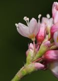 Persicaria pilosa. Часть соцветия. Приморский край, г. Владивосток, территория БСИ ДВО РАН, обочина грунтовой дороги. 12.08.2024.