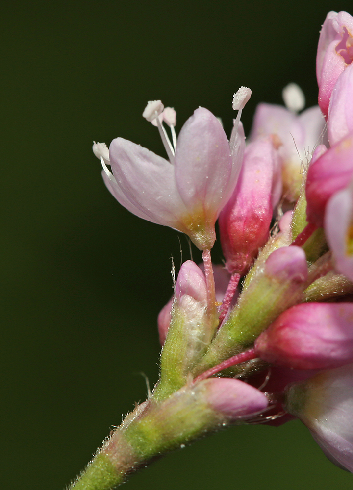 Image of Persicaria pilosa specimen.