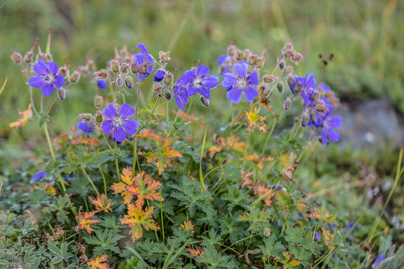 Изображение особи Geranium gymnocaulon.