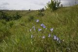 Cichorium intybus. Цветущее растение. Липецкая обл., Данковский р-н, окр. деревни Дубки, правый берег р. Дон, луг. 31 июля 2024 г.