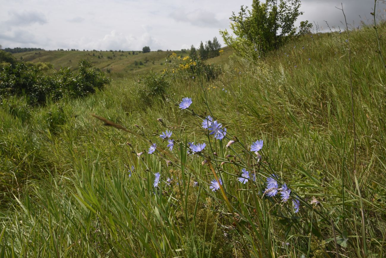 Image of Cichorium intybus specimen.