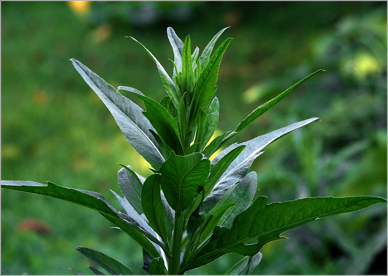 Изображение особи Cirsium arvense.