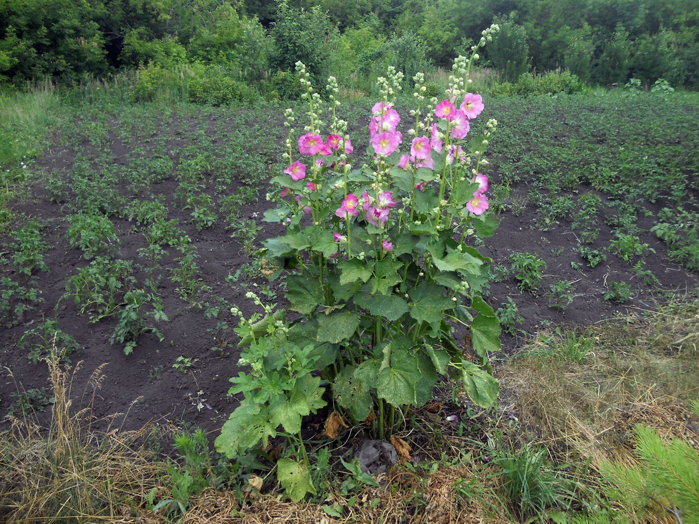 Image of Alcea rosea specimen.