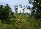 Sonchus palustris. Плодоносящие и доцветающие растения, частично обвитые Humulus lupulus. Самарская обл., Камышлинский р-н, 1171-й километр трассы М-5 Урал, берег р. Телегас, луг. 8 сентября 2023 г.