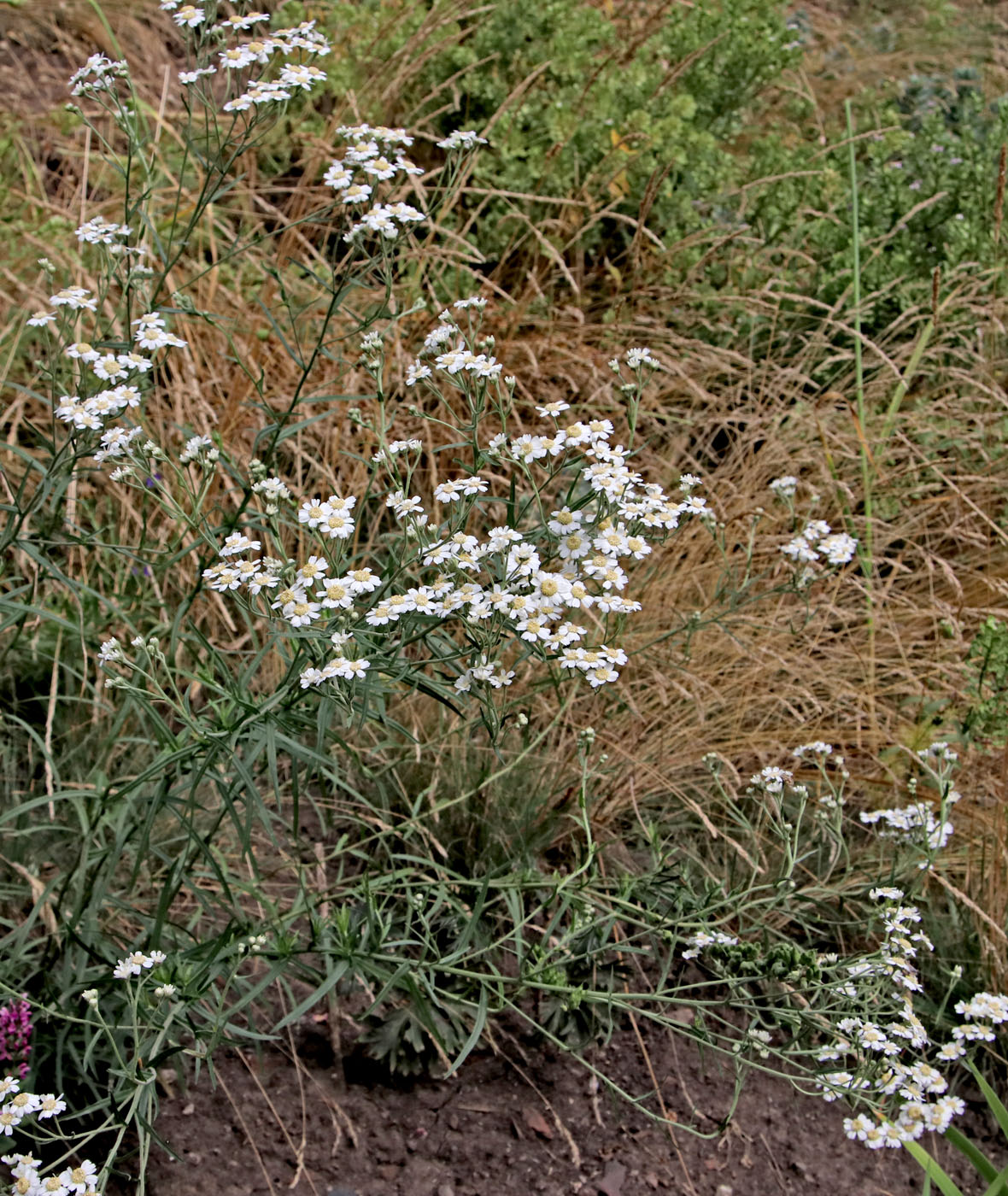 Изображение особи Achillea ptarmica.