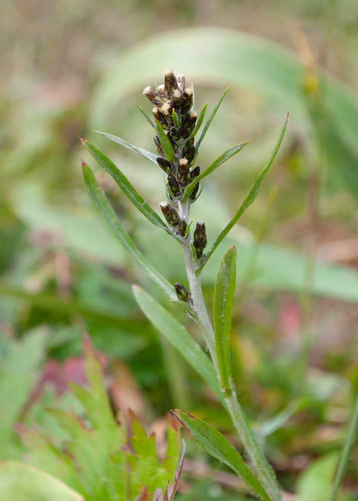 Изображение особи Omalotheca sylvatica.