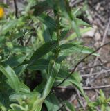 Inula aspera. Часть побега. Чечня, Шаройский р-н, дороги по правому борту дол. Цесиахк в сторону урочища Старый дом Мухтара, луг. 27 июня 2024 г.