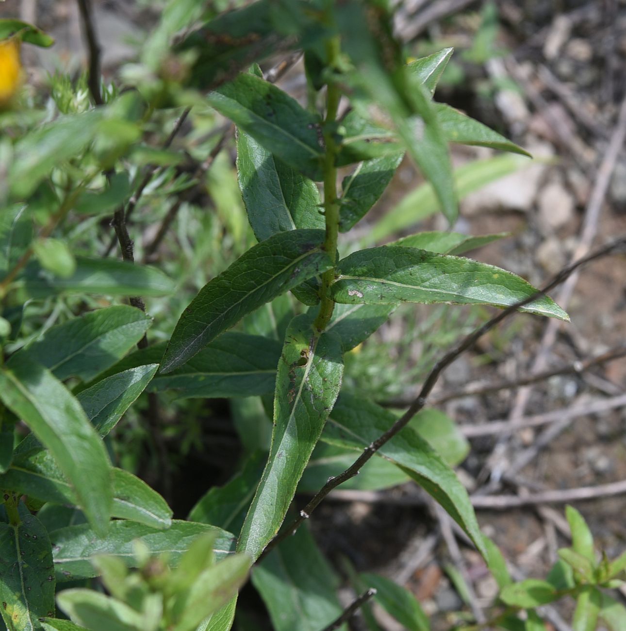 Изображение особи Inula aspera.