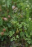 genus Thalictrum. Верхушка растения с развивающемся соцветием. Чечня, Шаройский р-н, долина р. Цесиахк, рядом с домом Мансура, выс. ок. 1500 м н.у.м., луг. 28 июня 2024 г.