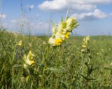 Rhinanthus vernalis. Верхушки растений с соцветиями. Карачаево-Черкесия, Зеленчукский р-н, гора Джисса, ≈ 1500 м н.у.м., субальпийский луг. 14.06.2024.