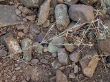 Смотреть изображение Xeranthemum cylindraceum