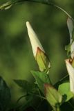 Calystegia sepium. Бутон в вечернем свете. Беларусь, Витебская обл., пос. Езерище, опушка древесных зарослей у малопроезжей грунтовой дороги. 12.07.2024.