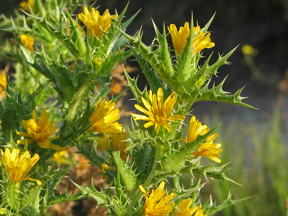 Image of Scolymus hispanicus specimen.