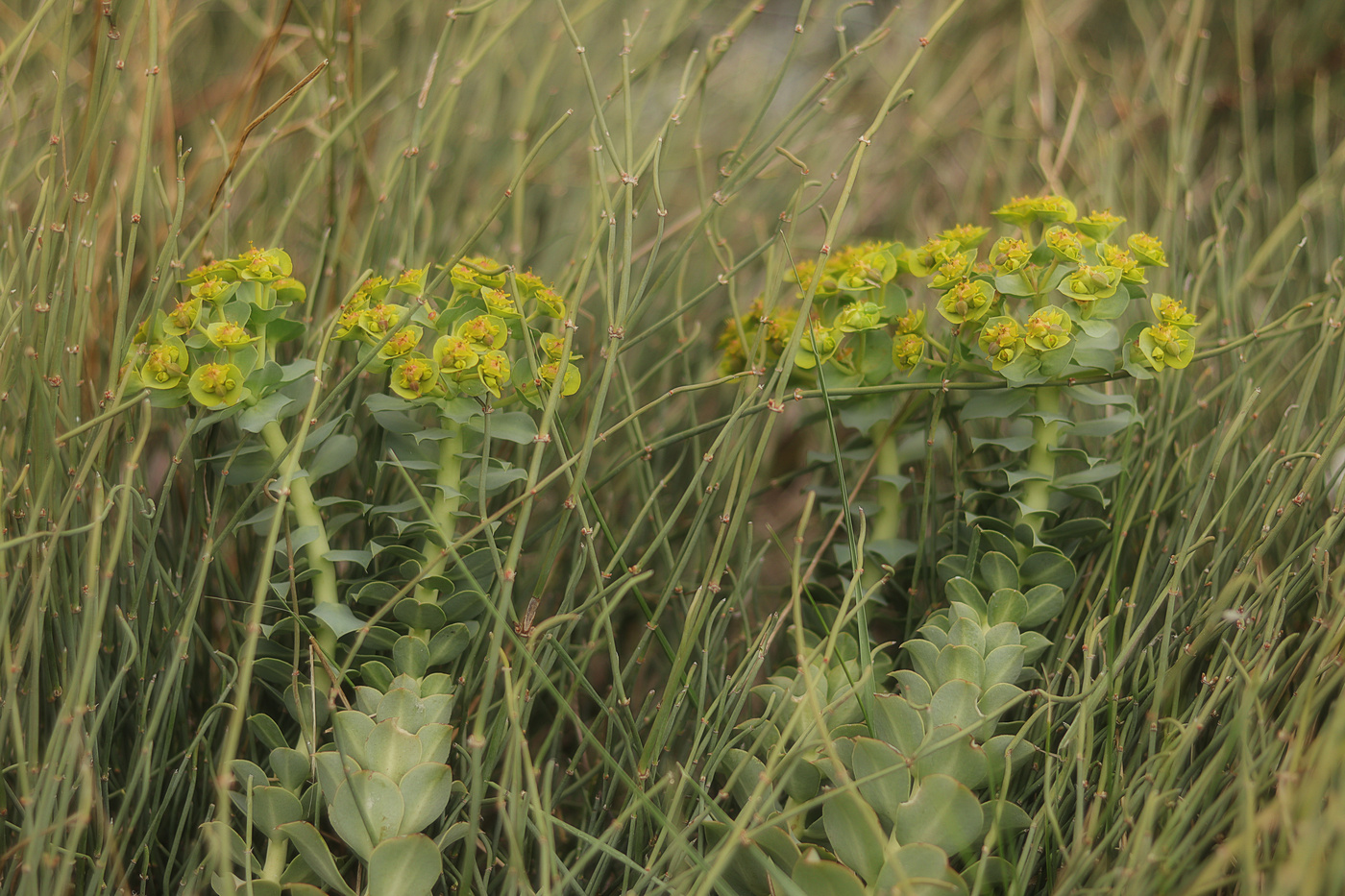 Изображение особи Euphorbia myrsinites.