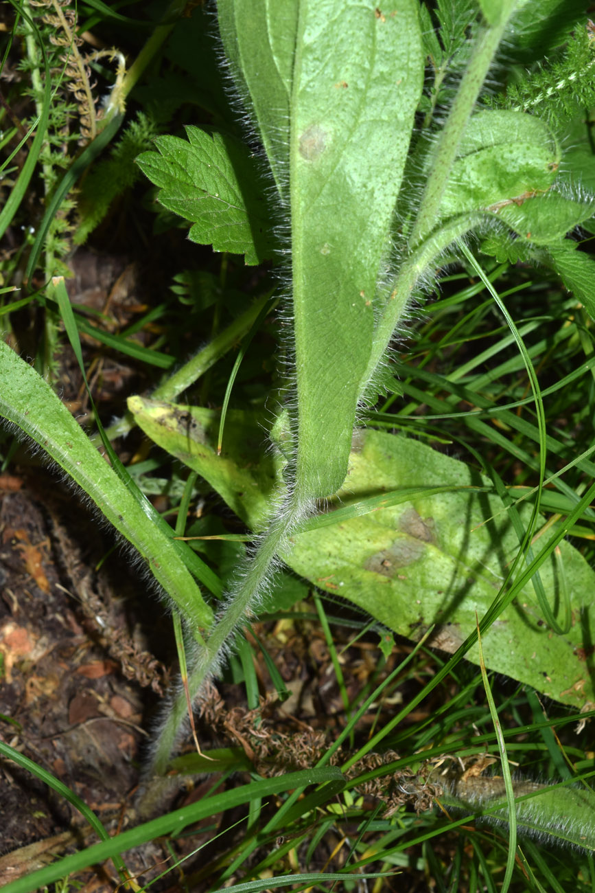Image of Erigeron khorassanicus specimen.