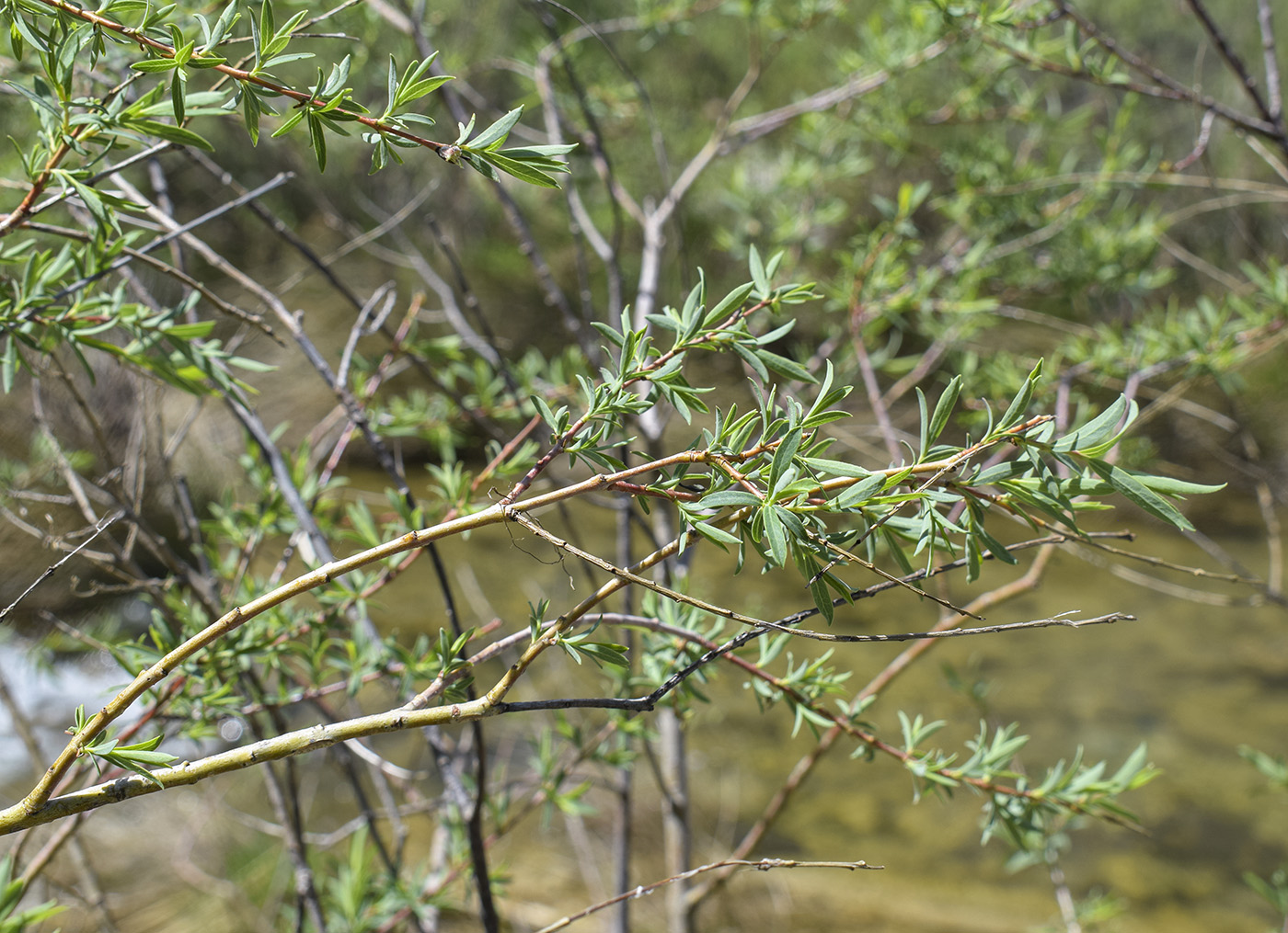 Image of Salix purpurea specimen.