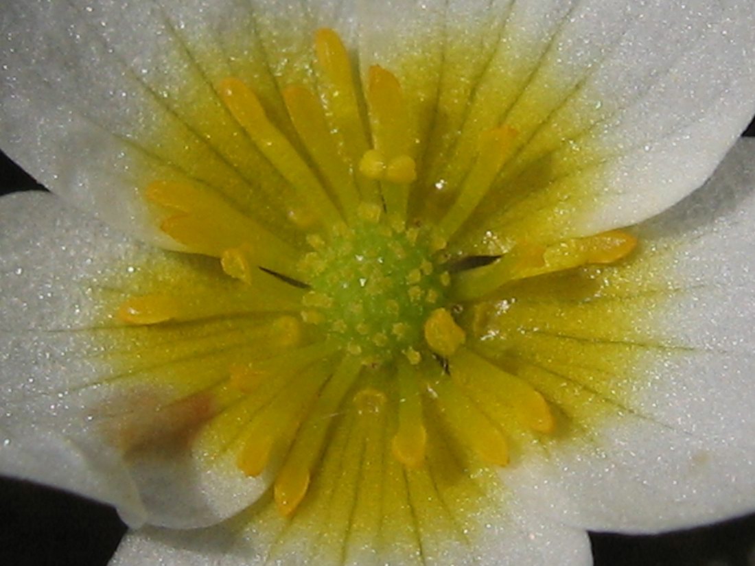 Image of Ranunculus circinatus specimen.