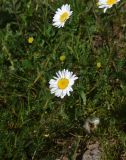View full-size image Anthemis iberica