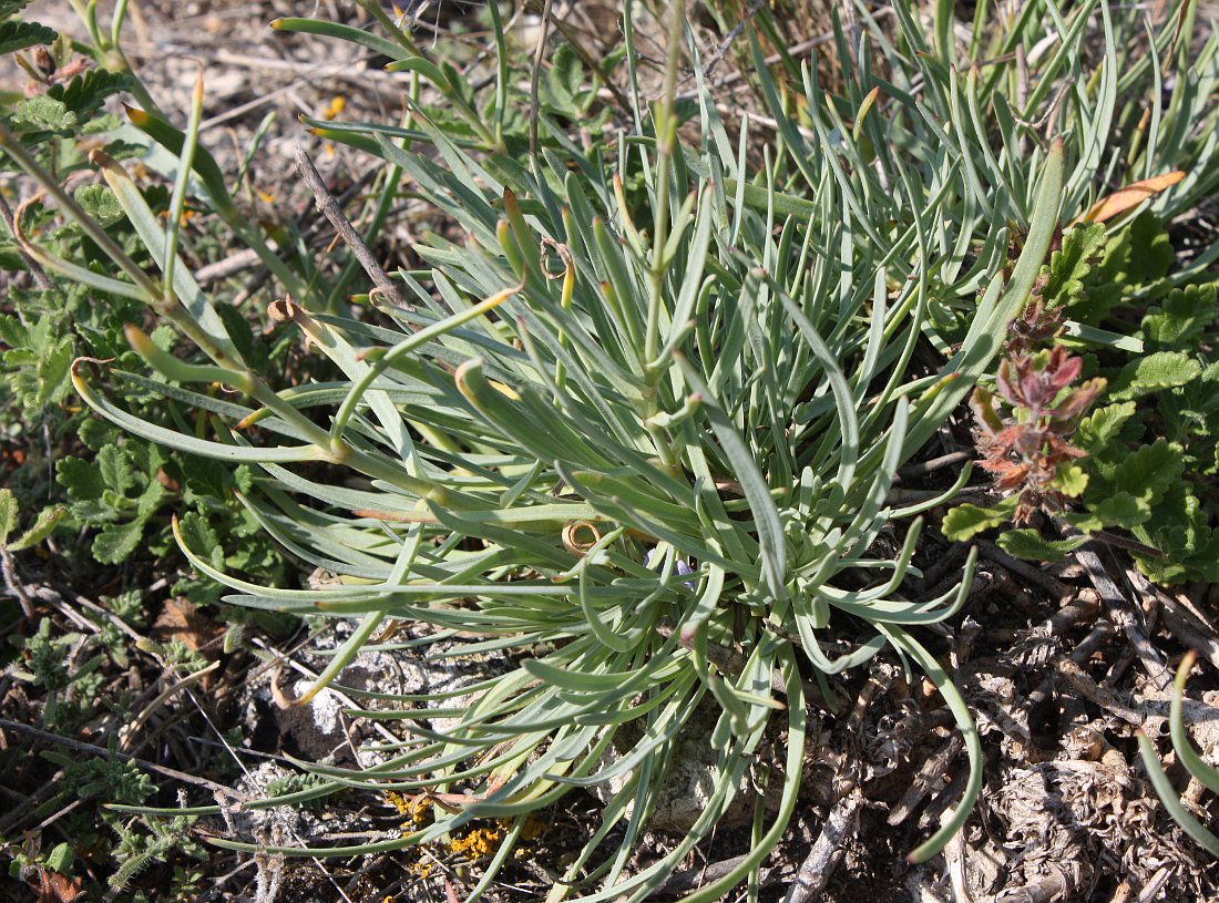 Image of Gypsophila pallasii specimen.