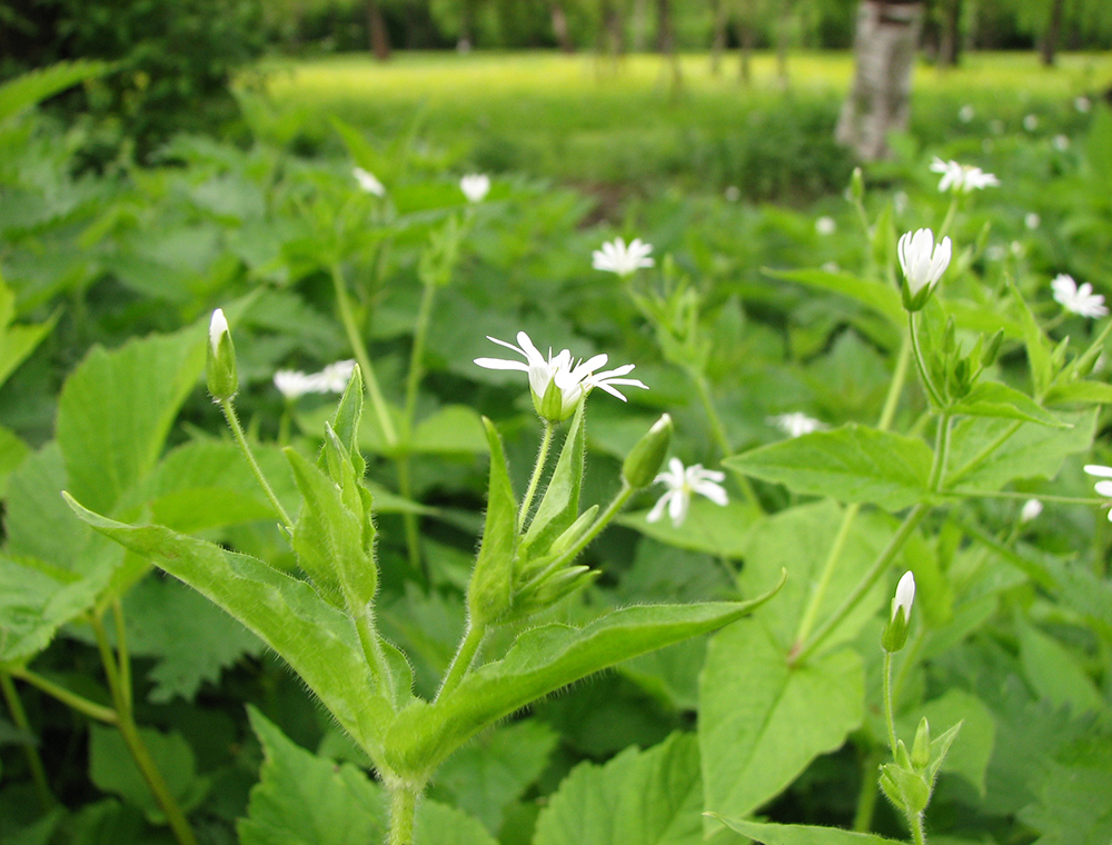 Image of Stellaria nemorum specimen.