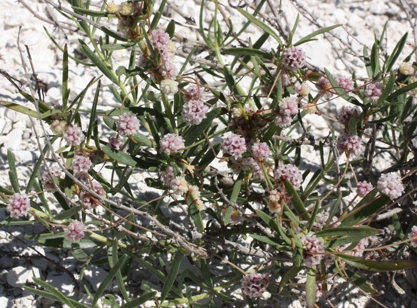 Image of Cuscuta approximata specimen.