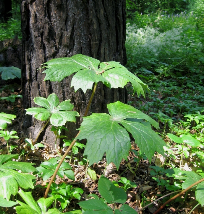 Image of Podophyllum peltatum specimen.