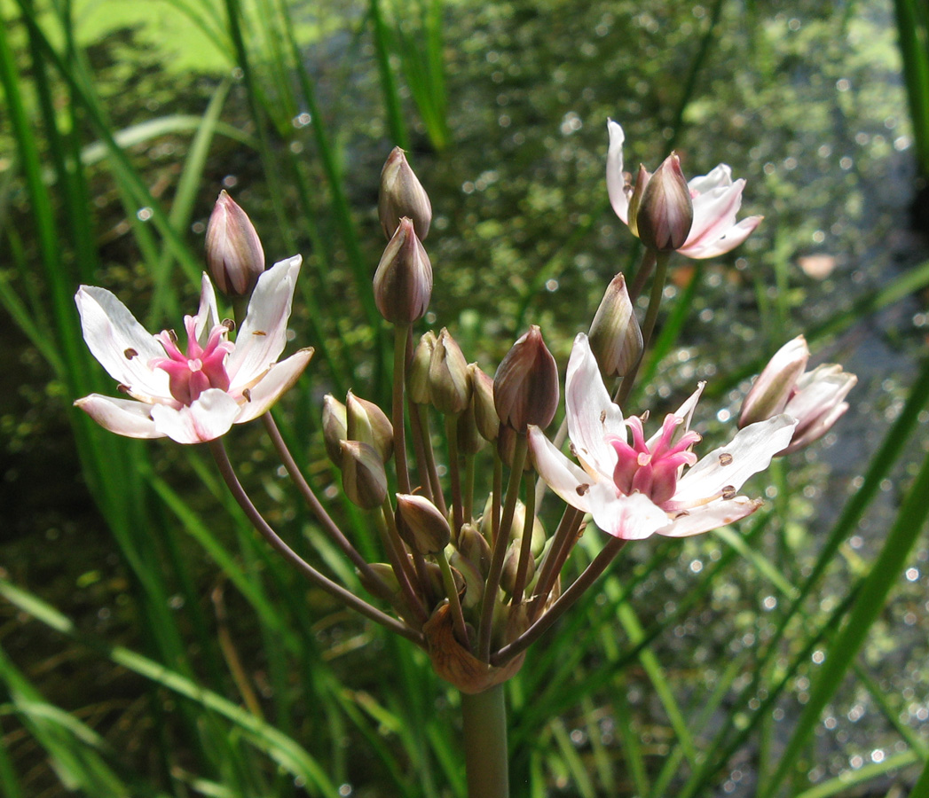 Изображение особи Butomus umbellatus.