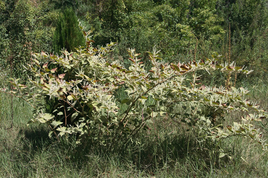 Изображение особи Reynoutria japonica.