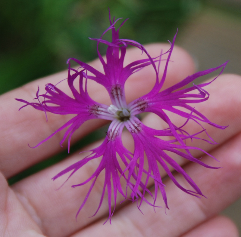 Image of Dianthus superbus specimen.