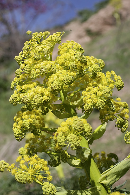 Image of genus Ferula specimen.