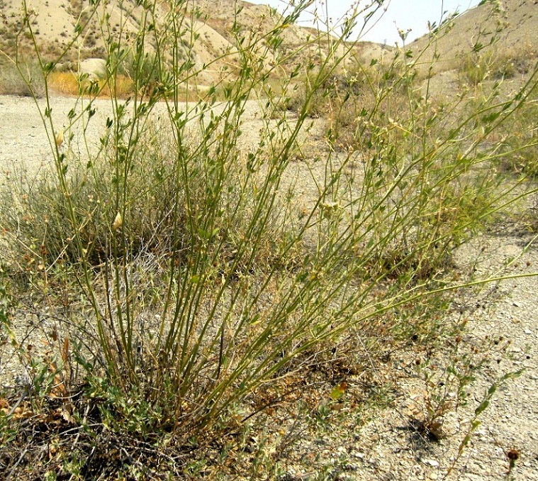 Image of Medicago transoxana specimen.