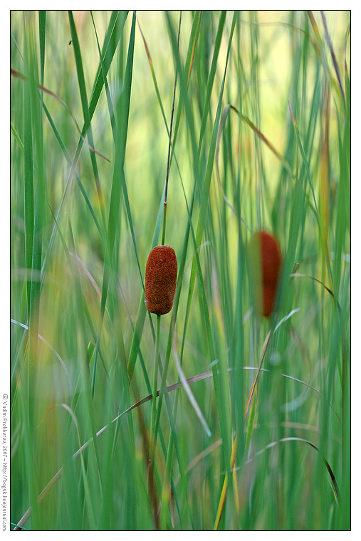 Изображение особи Typha laxmannii.