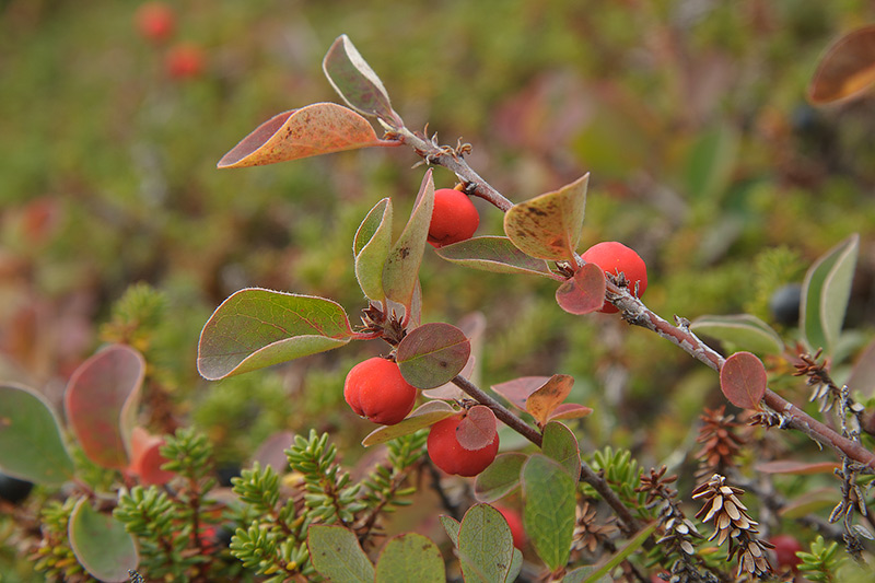 Image of Cotoneaster cinnabarinus specimen.