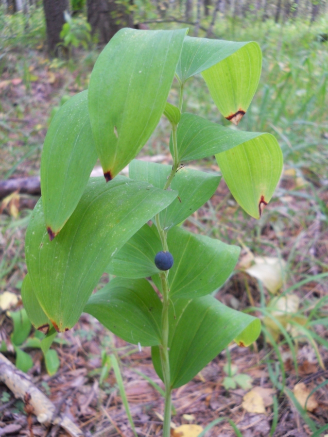 Image of Polygonatum odoratum specimen.