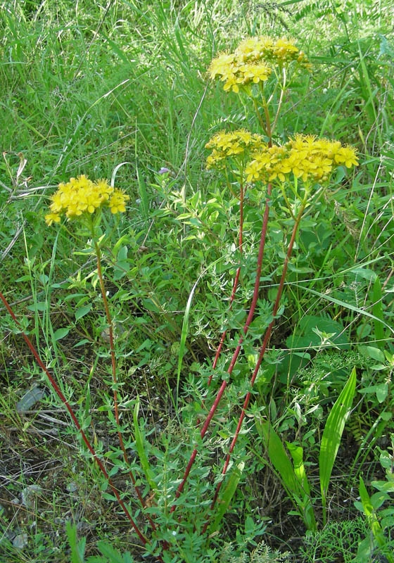 Изображение особи Hypericum scabrum.