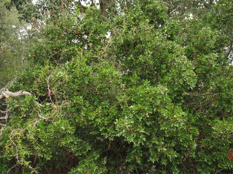 Image of Quercus coccifera specimen.