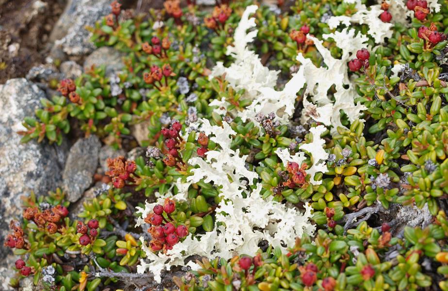 Image of Loiseleuria procumbens specimen.