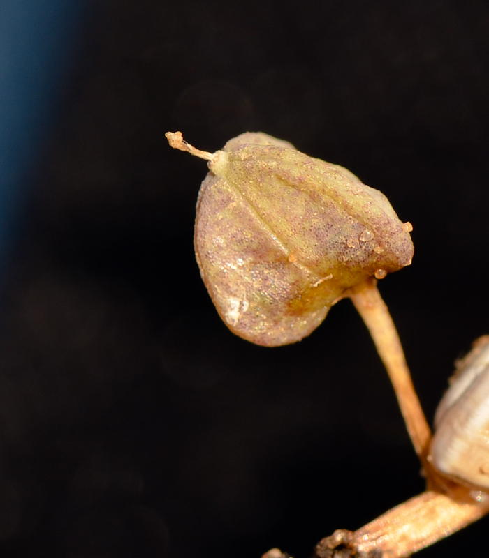 Image of Leopoldia bicolor specimen.