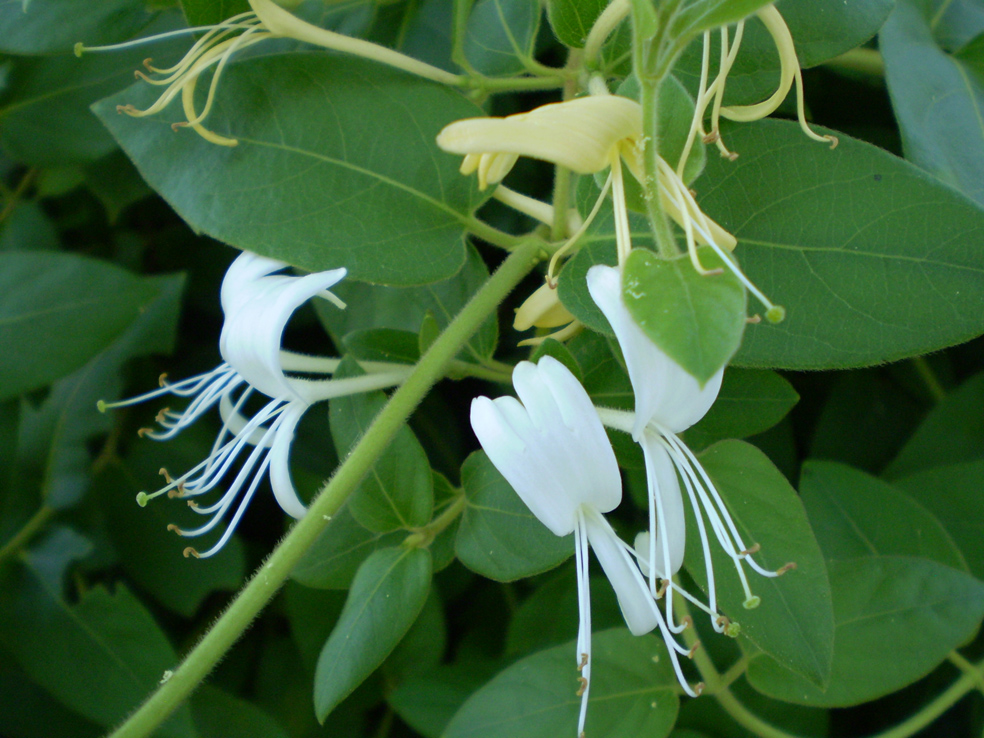 Изображение особи Lonicera japonica.