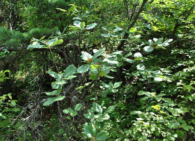 Image of Sorbus caucasica specimen.