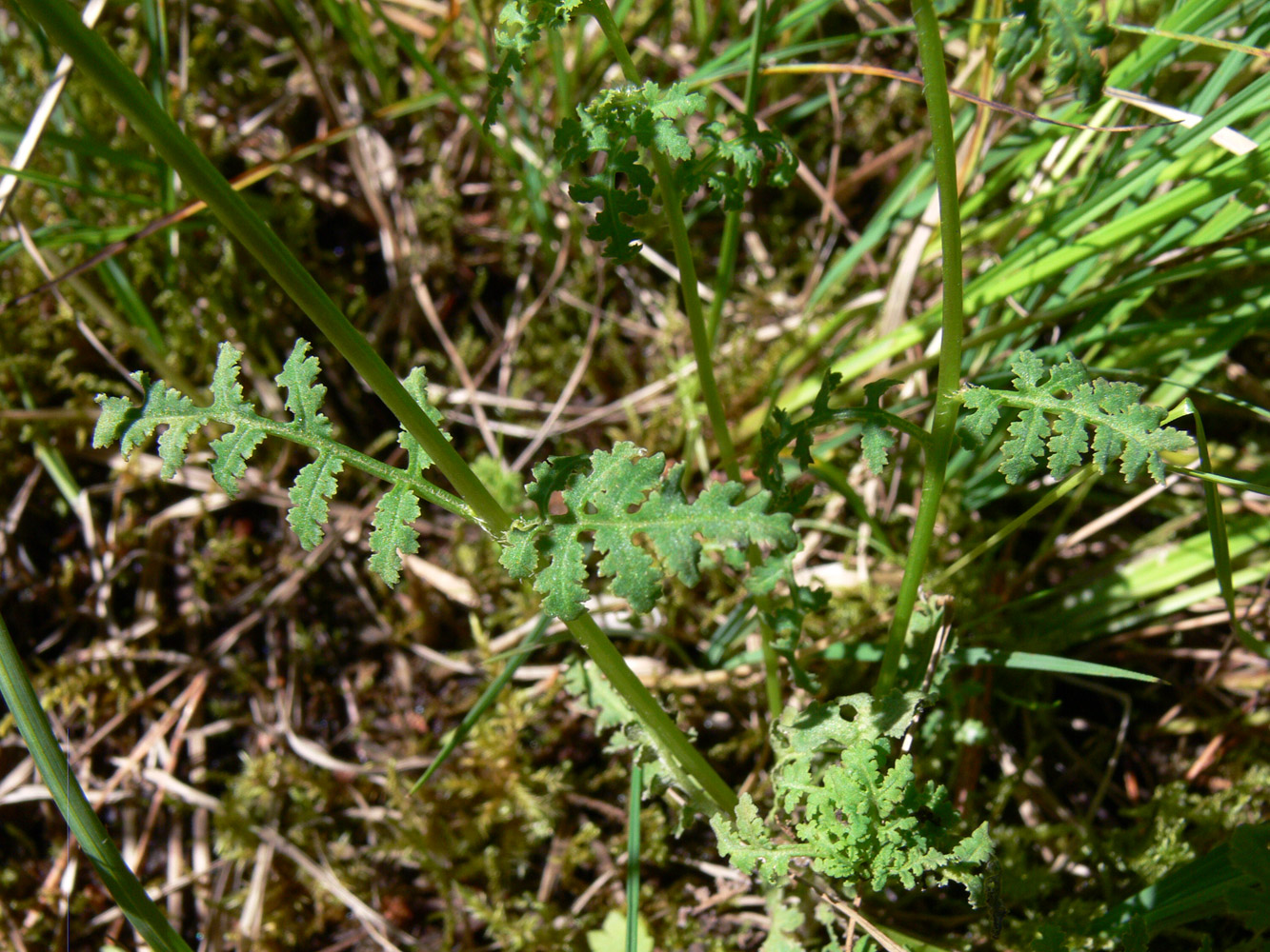 Image of Pedicularis palustris specimen.