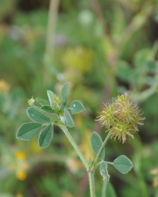 Image of Medicago minima specimen.