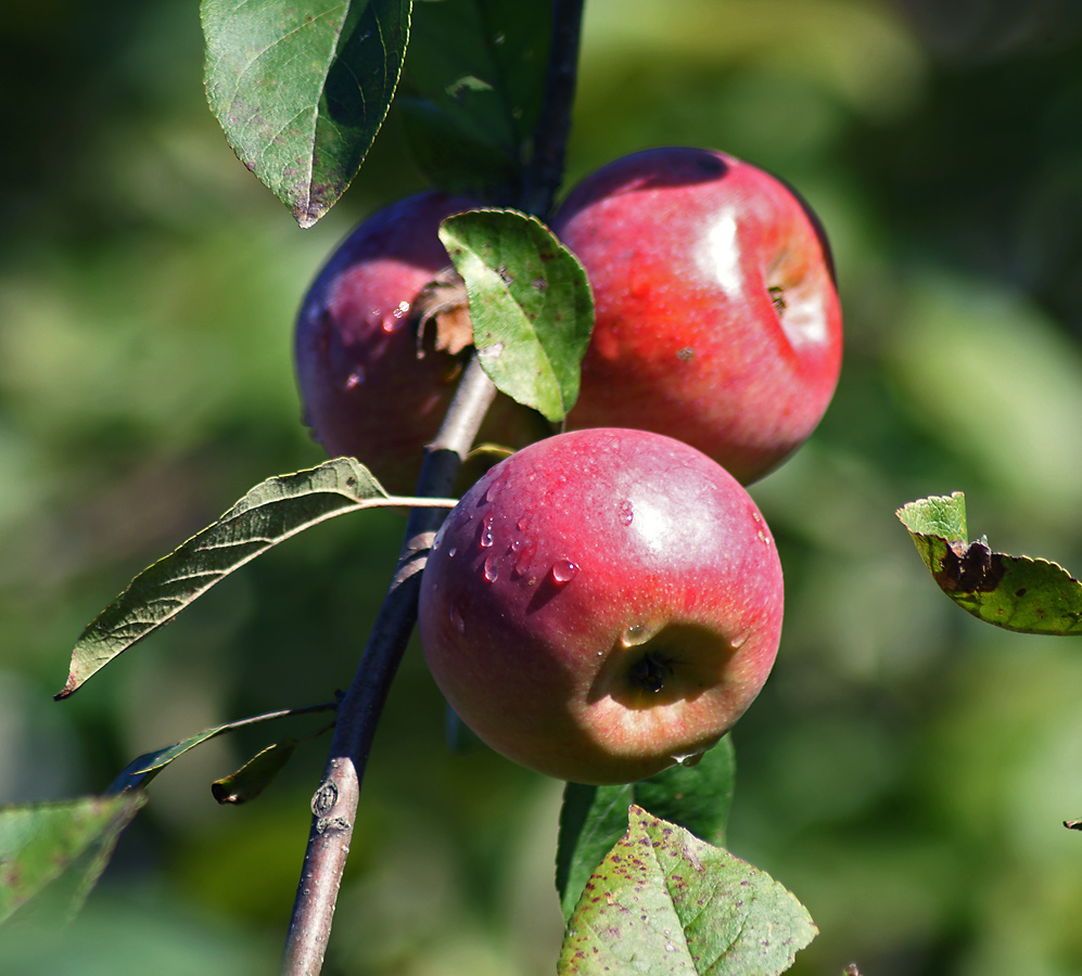 Изображение особи Malus domestica.