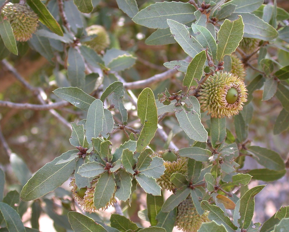 Image of Quercus calliprinos specimen.