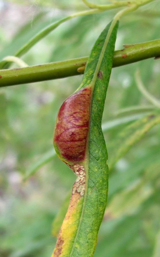 Image of Salix viminalis specimen.