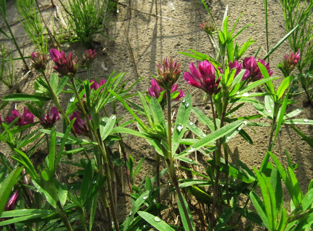 Image of Trifolium lupinaster specimen.