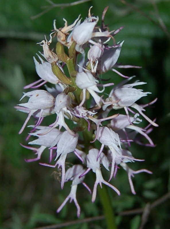 Image of Orchis simia specimen.