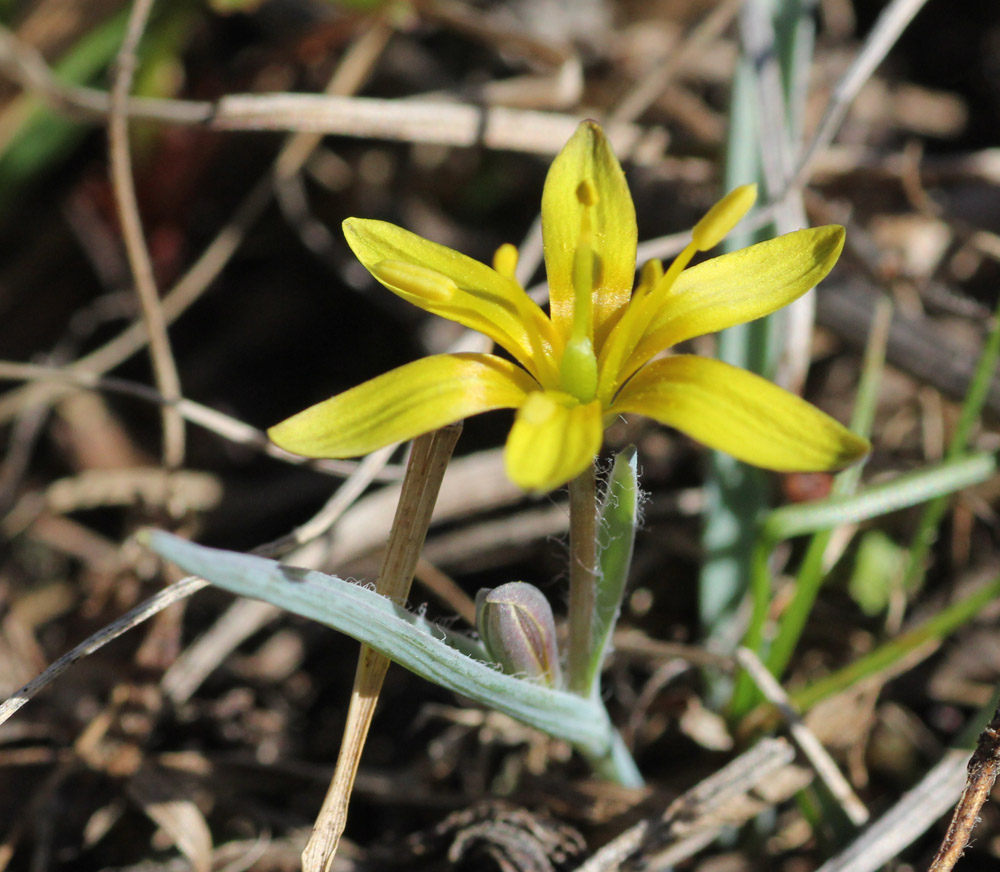 Image of genus Gagea specimen.