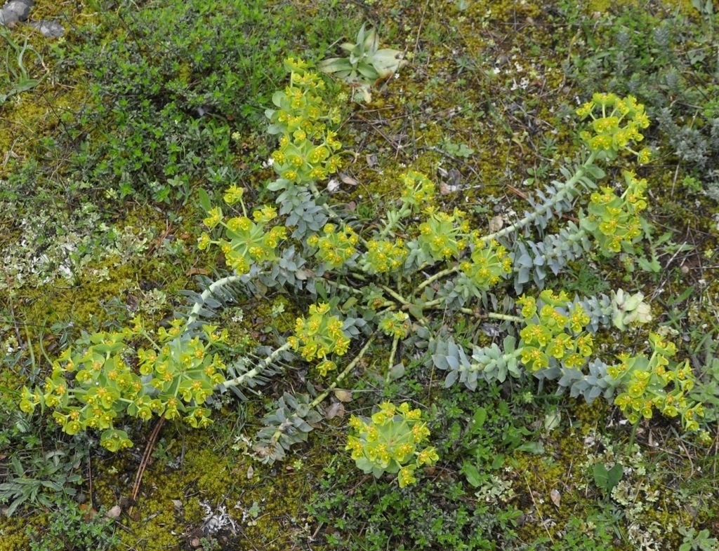 Изображение особи Euphorbia myrsinites.